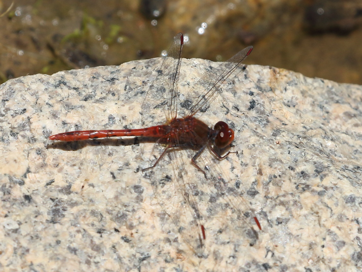 J17_3470 Diplacodes bipunctata male.JPG